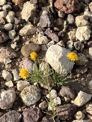 Thymophylla pentachaeta