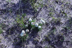 Corymbium villosum