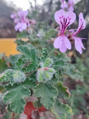 Pelargonium panduriforme