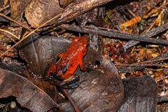Oophaga pumilio