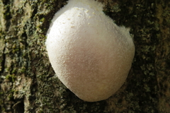 Reticularia