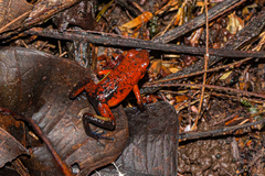 Oophaga pumilio