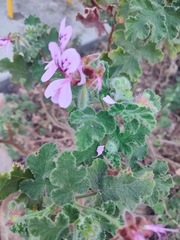 Pelargonium panduriforme