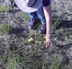 Moraea bituminosa