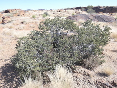 Boscia foetida foetida