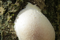 Reticularia