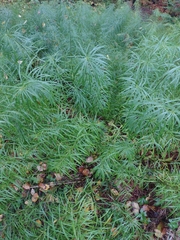 Amsonia hubrichtii