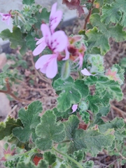 Pelargonium panduriforme