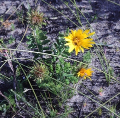 Berkheya barbata