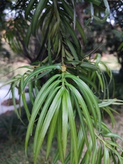Podocarpus henkelii