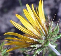 Berkheya barbata