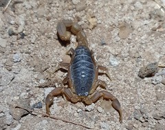 Hottentotta eminii