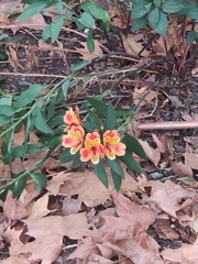 Alstroemeria aurea