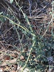Ceanothus parvifolius