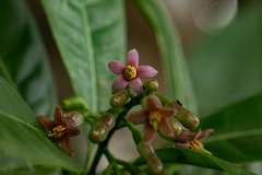 Ardisia