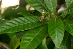 Ardisia