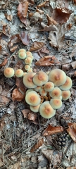 Hypholoma