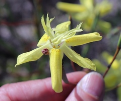 Moraea bituminosa
