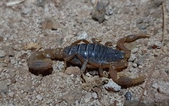 Hottentotta eminii