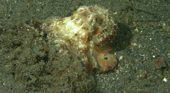 Amphioctopus marginatus
