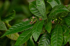 Ardisia