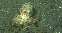 Amphioctopus marginatus