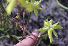 Moraea bituminosa
