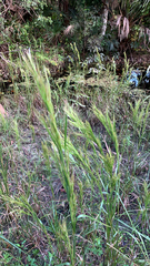 Andropogon glomeratus