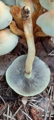 Hypholoma