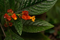 Chrysothemis