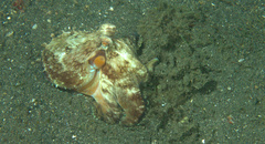 Amphioctopus marginatus