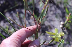 Moraea bituminosa