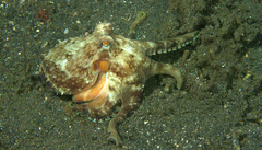 Amphioctopus marginatus