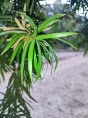 Podocarpus henkelii