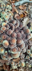 Hypholoma