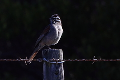 Emberiza capensis capensis