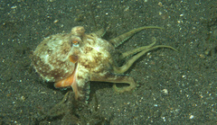 Amphioctopus marginatus