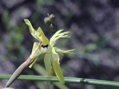 Moraea bituminosa