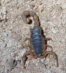 Hottentotta eminii