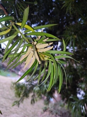 Podocarpus henkelii