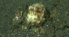 Amphioctopus marginatus