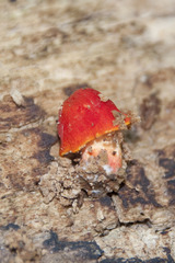 Pluteus aurantiorugosus