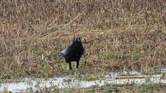 Corvus frugilegus