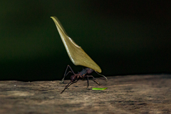 Acromyrmex volcanus