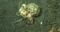 Amphioctopus marginatus