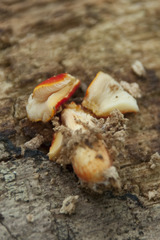 Pluteus aurantiorugosus