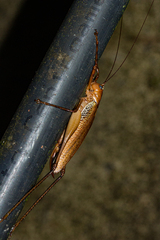 Ischnomela pulchripennis