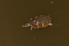 Kinosternon leucostomum