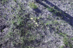 Moraea bituminosa