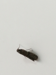 Lepidoptera